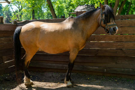 Brown horse on the farm on a summer day. Cute pet.の写真素材
