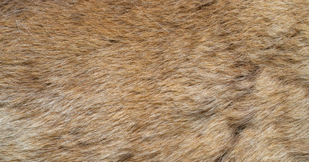Brown animal fur. Natural background. Warm fluffy surface.の写真素材
