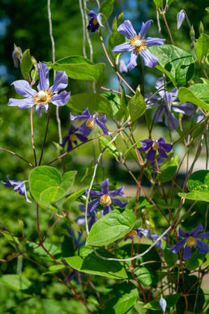 Lilac flowers and green leaves. Beautiful natural background.の写真素材