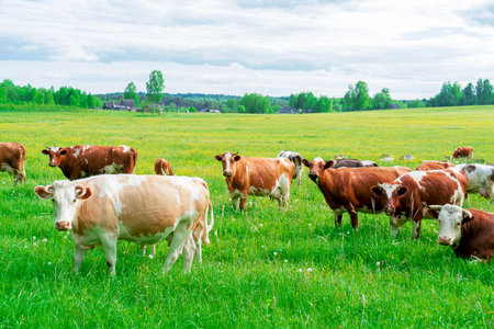 A beautiful cow grazes in the summer on a green meadow. The pet looks directly into the camera camera.の写真素材