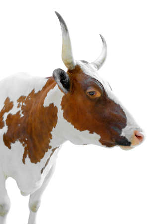 Cow is a domestic mammal on a white background.の写真素材