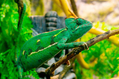 Young green chameleon on a branch. Cute pet. Protective coloring of the animal.の写真素材