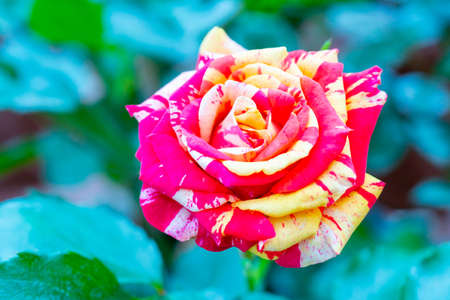 Beautiful pink rose. An ornamental plant grown in the garden.の写真素材