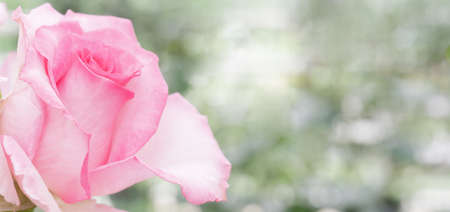 Beautiful pink rose. An ornamental plant grown in the garden.の写真素材