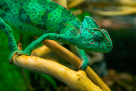 Young green chameleon on a branch. Cute pet. Protective coloring of the animal.の写真素材
