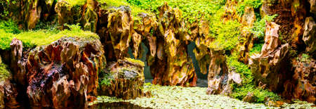 Plants and stones in the terrarium. Beautiful natural background.の写真素材