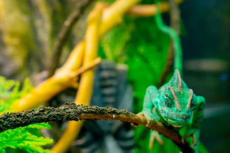 Young green chameleon on a branch. Cute pet. Protective coloring of the animal.の写真素材