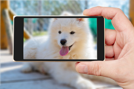 White Samoyed husky puppy on smartphone screen. Friendly dogs with fluffy coat.の写真素材