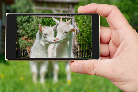 Two cute little white goat on the smartphone screen. Summer pet on the farm.の写真素材