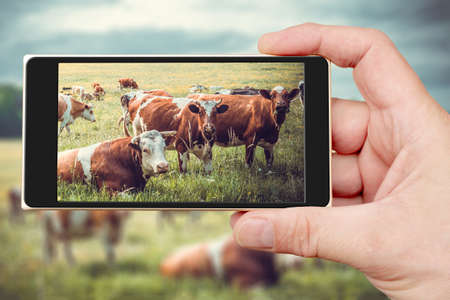 A herd of cows grazes on the smartphone screen. Summer pet on the farm.の写真素材