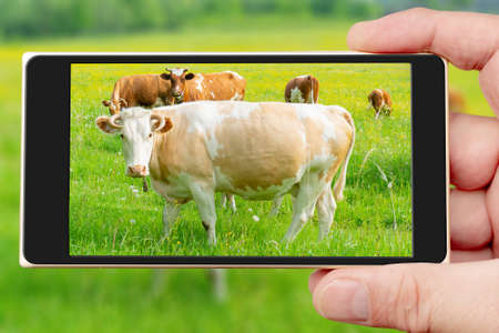 Cows on the smartphone screen. Summer pet on the farm.の写真素材