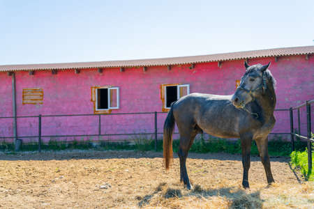 A beautiful black horse. Horseback riding in a paddock on a collective farm.の写真素材