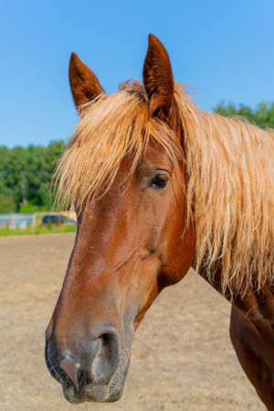 A beautiful red horse. The wavy, thick mane of a horse.の写真素材