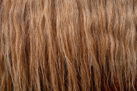 The wavy, thick red mane of the horse. Beautiful wavy hair.の写真素材