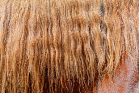 The wavy, thick red mane of the horse. Beautiful wavy hair.の写真素材
