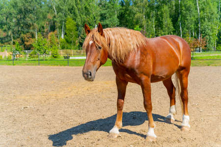 A beautiful red horse. The wavy, thick mane of a horse.の写真素材