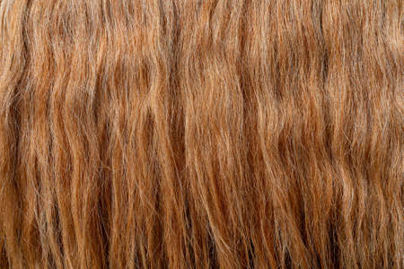 The texture of beautiful thick red hair. Beautiful wavy hair.の写真素材
