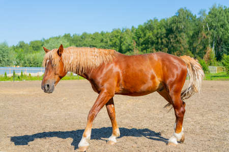 A beautiful red horse. The wavy, thick mane of a horse.の写真素材