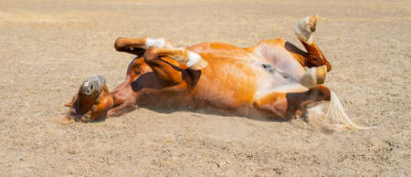 A beautiful red horse. The wavy, thick mane of a horse.の写真素材