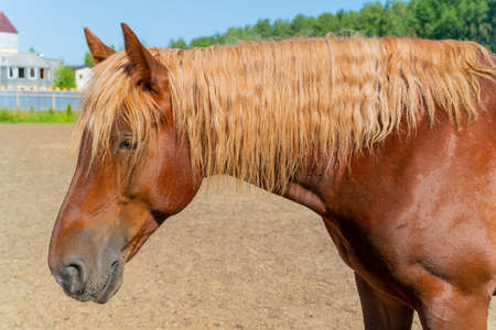 A beautiful red horse. The wavy, thick mane of a horse.の写真素材