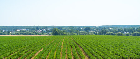 Green potato farm field. Green sprouts under the summer sun.の写真素材