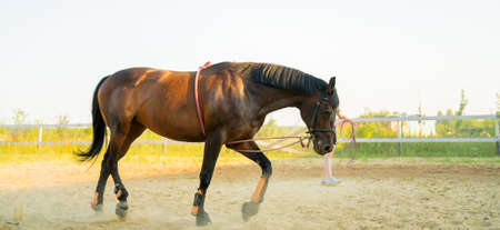 Horse training at the hippodrome. Walking in circles.の写真素材