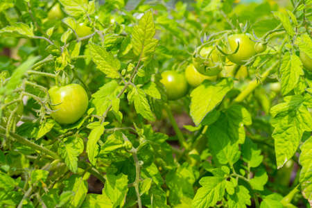 Green tomatoes on a branch. Farming vegetable economy.の写真素材