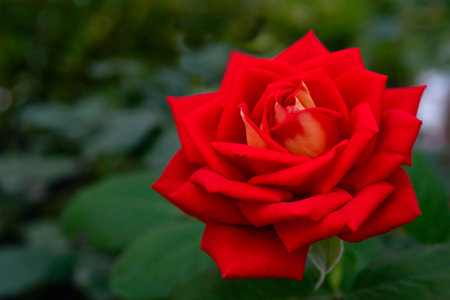Beautiful red rose flower. Floral natural summer background.の写真素材