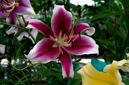 Beautiful flowers pink lilies. Floral natural summer background.の写真素材
