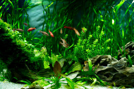 Tropical fish in a freshwater aquarium. The underwater world of plants and fish.の写真素材