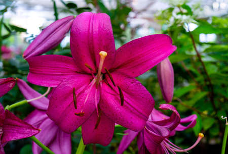 Beautiful flowers pink lilies. Floral natural summer background.の写真素材
