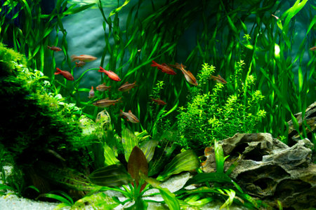 Tropical fish in a freshwater aquarium. The underwater world of plants and fish.の写真素材