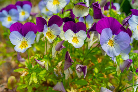 Beautiful pansy flowers. Floral natural summer background.の写真素材