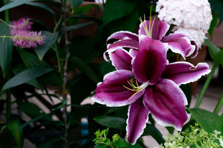 Beautiful flowers pink lilies. Floral natural summer background.の写真素材