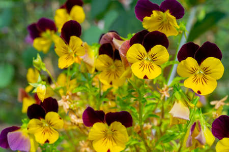 Beautiful pansy flowers. Floral natural summer background.の写真素材