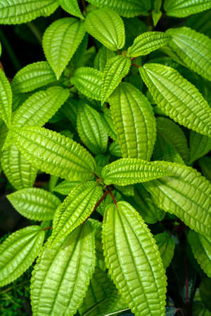 Ornamental garden plant. Natural background of green leaves. Leaves pattern.の写真素材