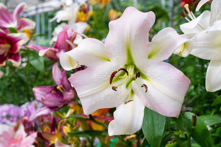 Beautiful flowers white lilies. Floral natural summer background.の写真素材