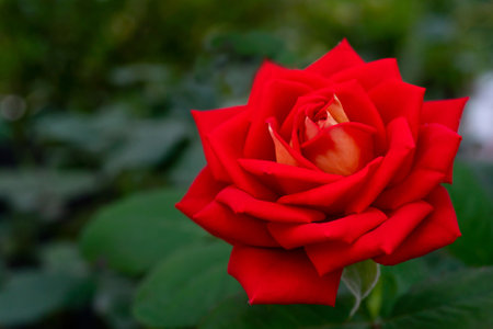 Beautiful red rose flower. Floral natural summer background.の写真素材