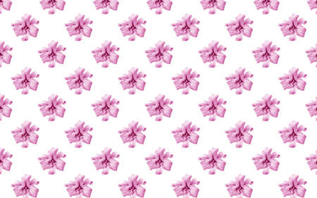 Beautiful flowers pink lilies. Seamless pattern of Lily flower bloom. Floral natural background.