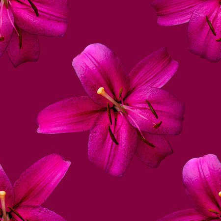 Beautiful flowers pink lilies. Seamless pattern of Lily flower bloom. Floral natural background.の写真素材