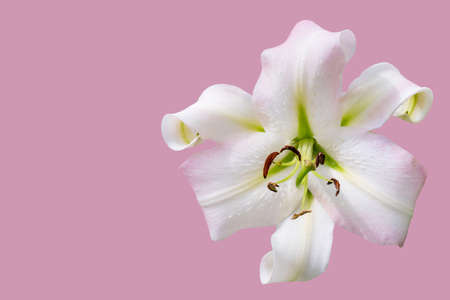 Beautiful flowers white lilies. Floral natural summer background.の写真素材