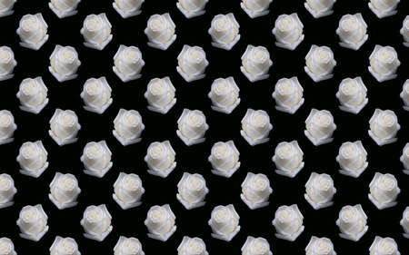 Beautiful white rose flowers. Blooming roses seamless pattern. Floral natural background.の写真素材