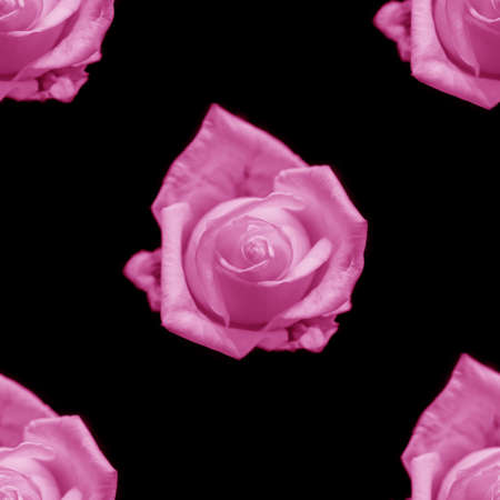 Beautiful pink rose flowers. Blooming roses seamless pattern. Floral natural background.の写真素材