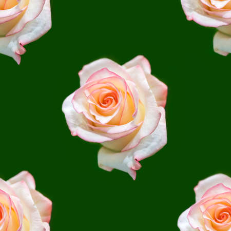 Beautiful white rose flowers. Blooming roses seamless pattern. Floral natural background.の写真素材