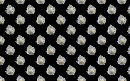 Beautiful white rose flowers. Blooming roses seamless pattern. Floral natural background.の写真素材