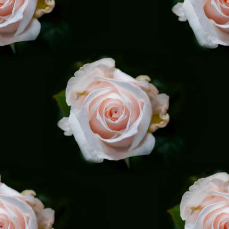 Beautiful white rose flowers. Blooming roses seamless pattern. Floral natural background.の写真素材