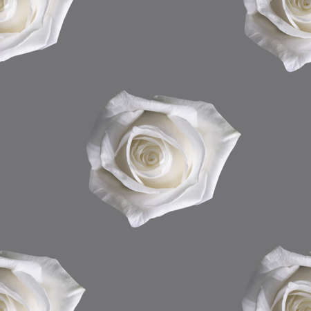Beautiful white rose flowers. Blooming roses seamless pattern. Floral natural background.の写真素材