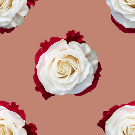 Beautiful white rose flowers. Blooming roses seamless pattern. Floral natural background.の写真素材