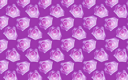 Beautiful pink rose flowers. Blooming roses seamless pattern. Floral natural background.の写真素材
