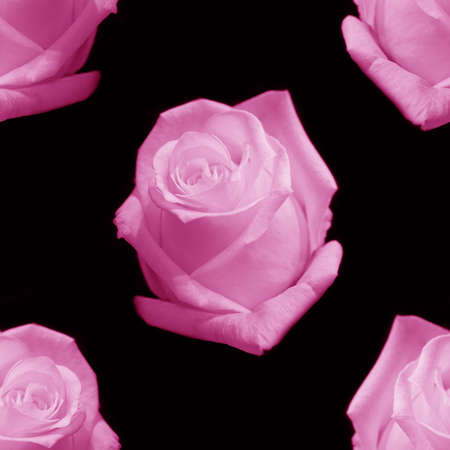 Beautiful pink rose flowers. Blooming roses seamless pattern. Floral natural background.の写真素材